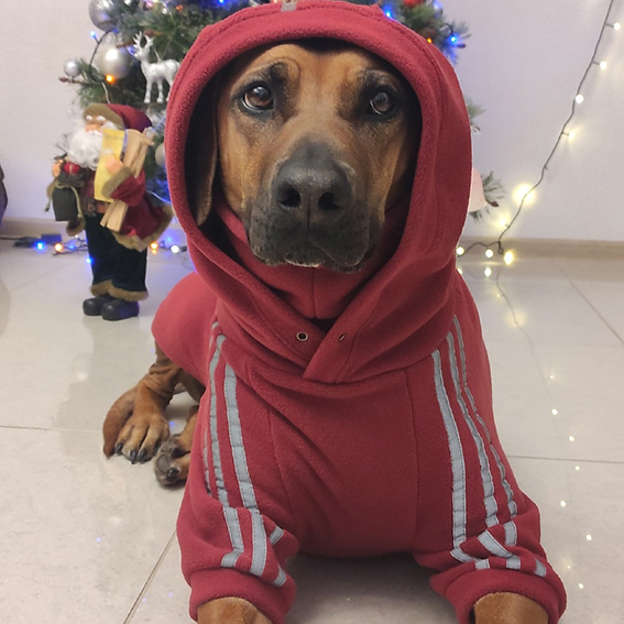 Толстовка